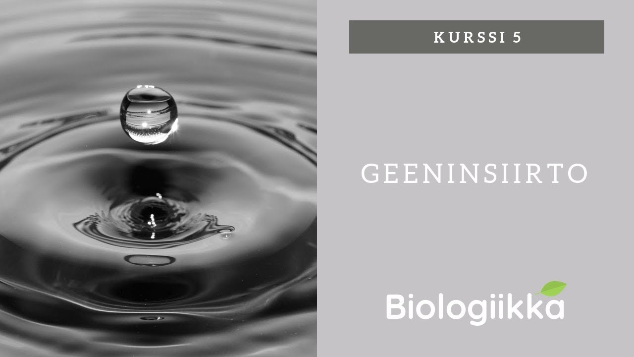 Kuinka muuntogeeniset mutantit tehdään - Geeninsiirto
