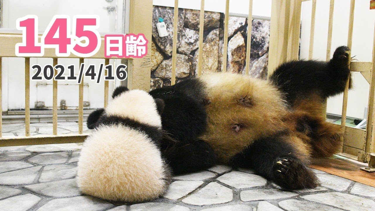 【パンダの赤ちゃん（楓浜）】かまって！（145日齢）