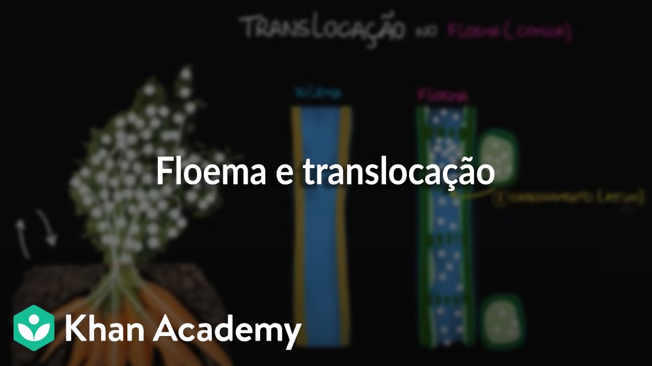 Floema e translocação