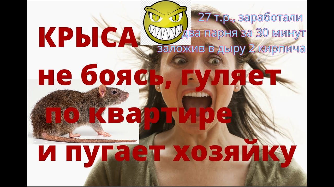 Крыса подвальная большая и страшная пугает хозяйку