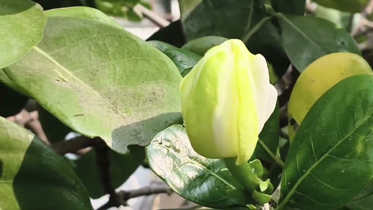 Padmadevis garden bade patte aur bade phool wala uncommon Tahiti gandraj marvelous flower