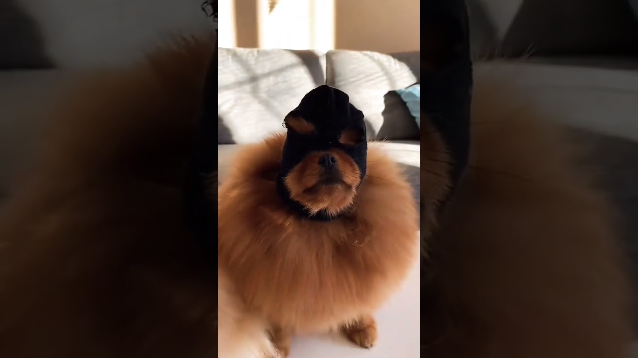 Cool dogs🐶 