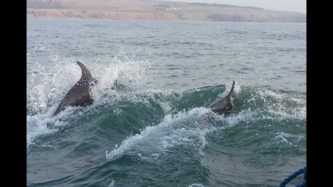 Castle Charter Stonehaven Harbour - Dolphins playing with the boat, Stonehaven bay