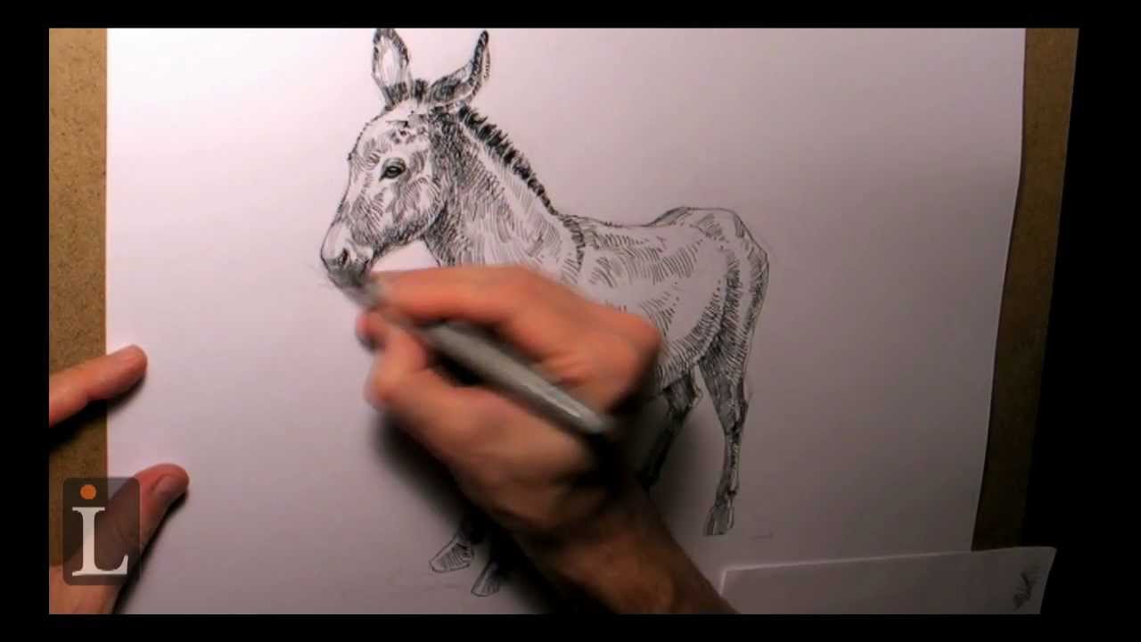 Donkey Drawing