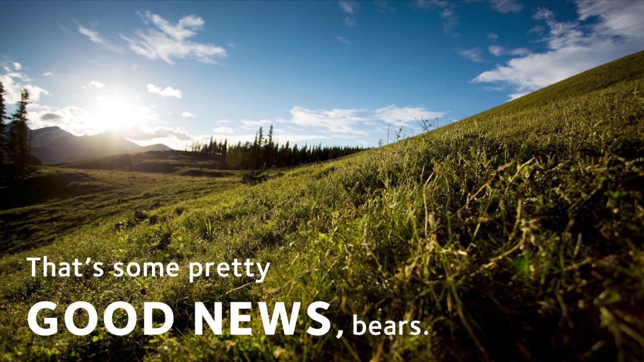 Grizzly Bear Management at Cardinal River Operations