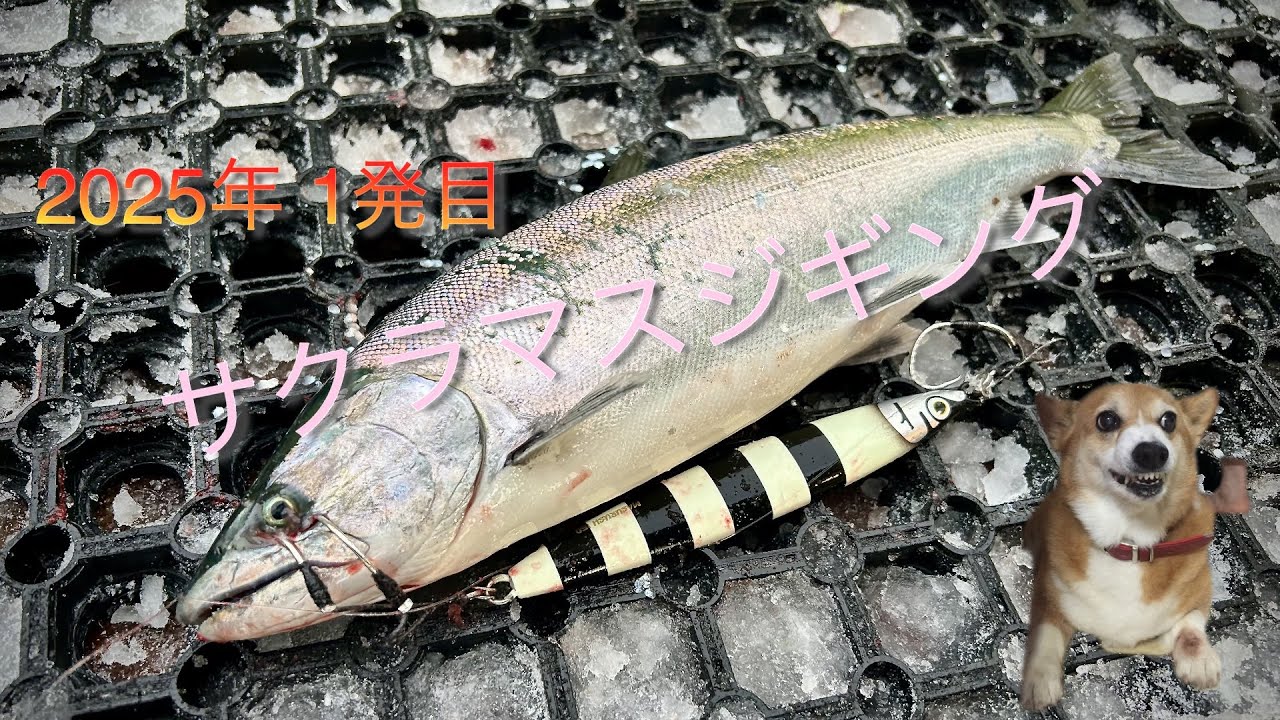 【サクラマスジギング】羅臼 2025年1月 新年1発目