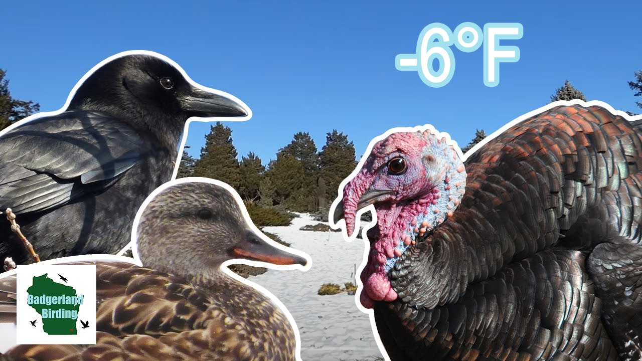 Birding Below Zero: What Species can be Found in Extreme Cold?