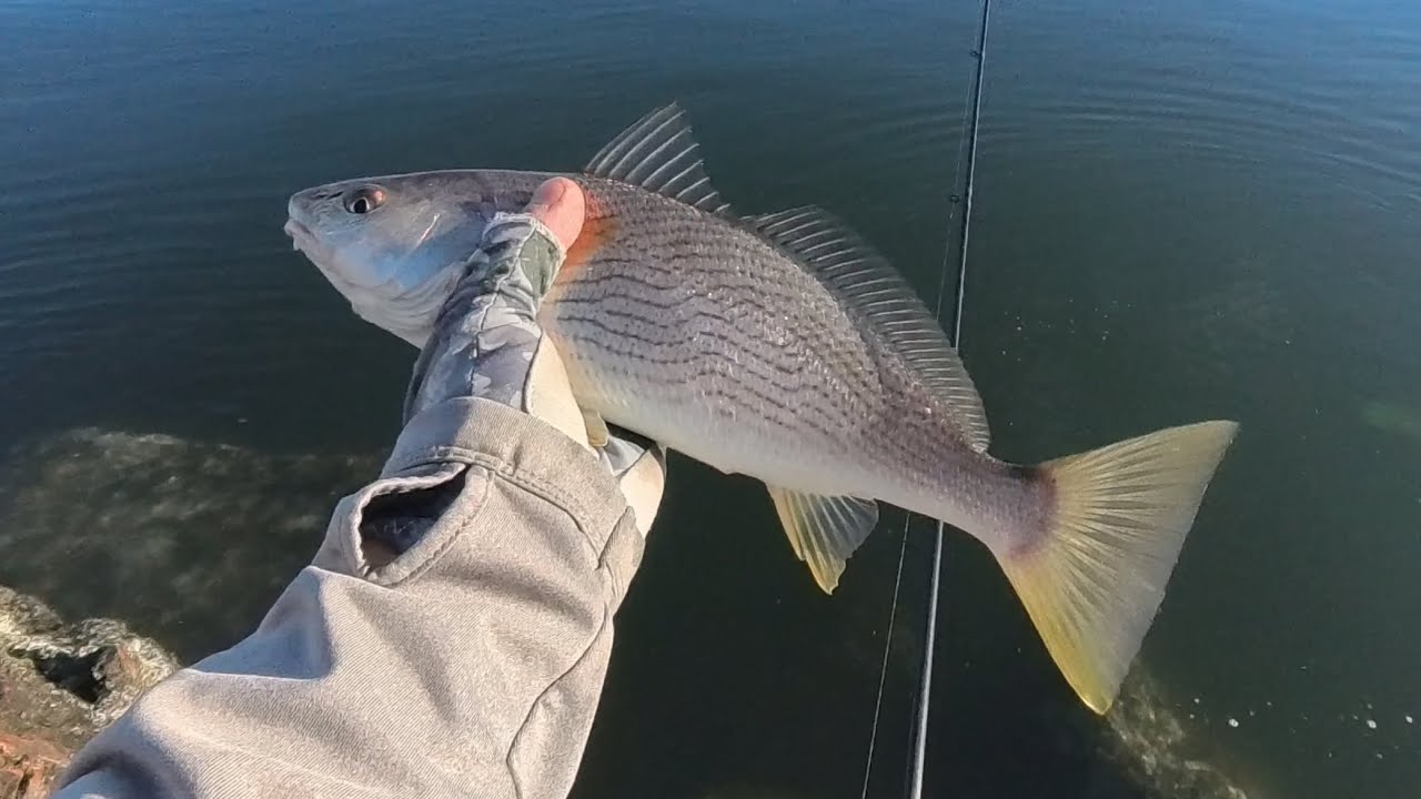 Fishing Long Beach Harbor