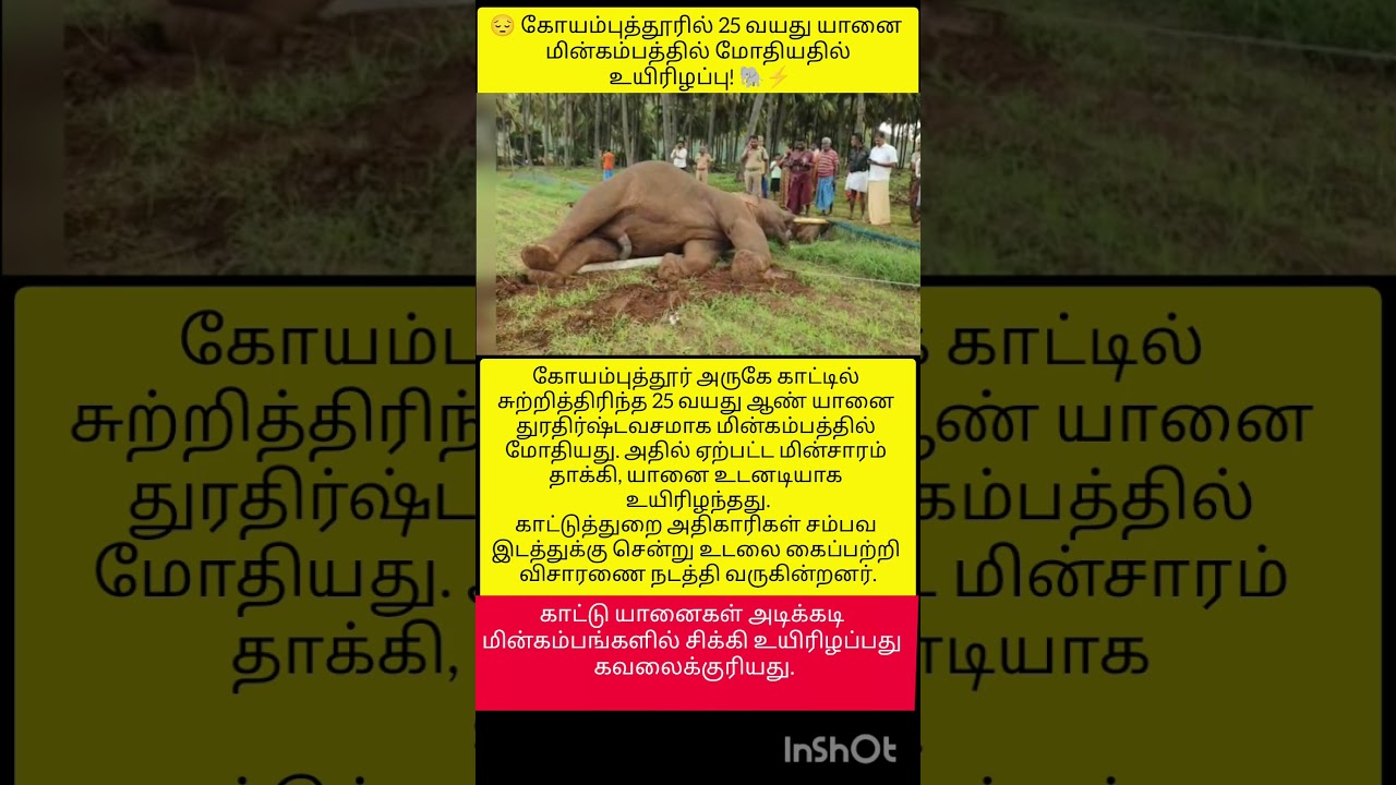 CoimbatoreNews #TamilNews #Elephant #SaveElephant#ytshorts#shorts#viral