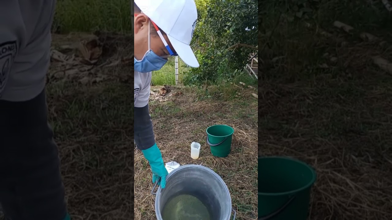 Preparación de caldo sulfopotasico  ¡FUNGICIDA - INSECTICIDA!