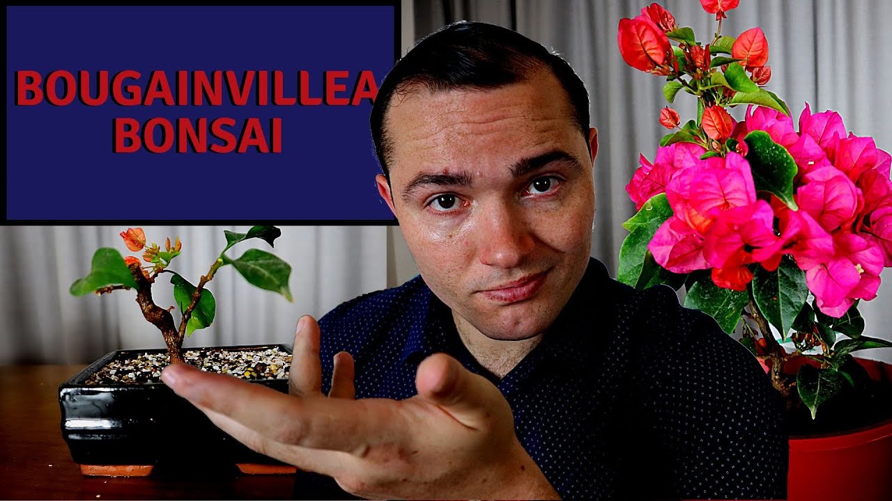 Making a new Bougainvillea Bonsai from Nursery Stock and More (Growing bonsai from cuttings)