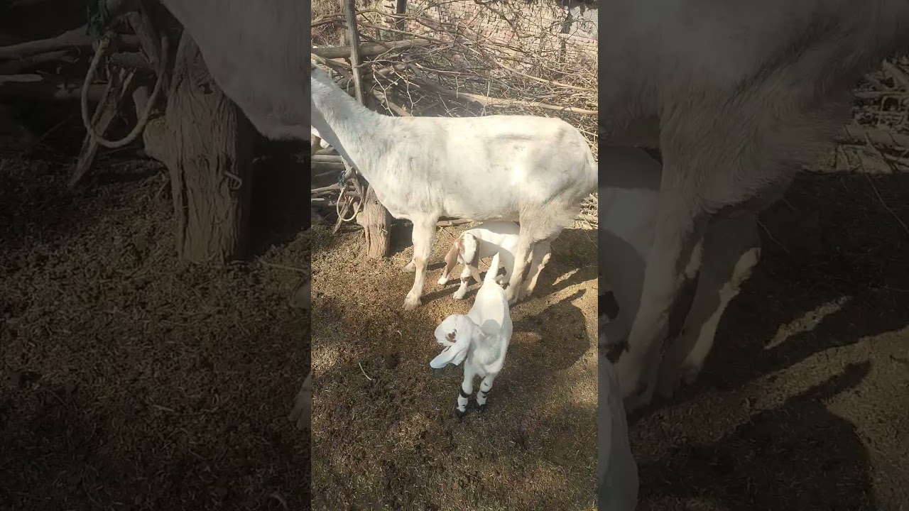 Goat's feed management explained in detail | bakriyoon ki khurak | goat farming |