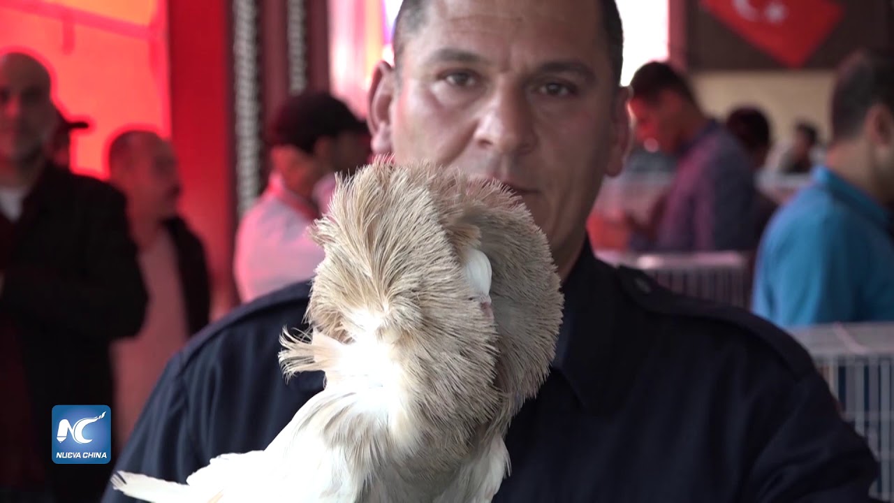 Criadores de palomas de lujo en Gaza muestran sus aves raras