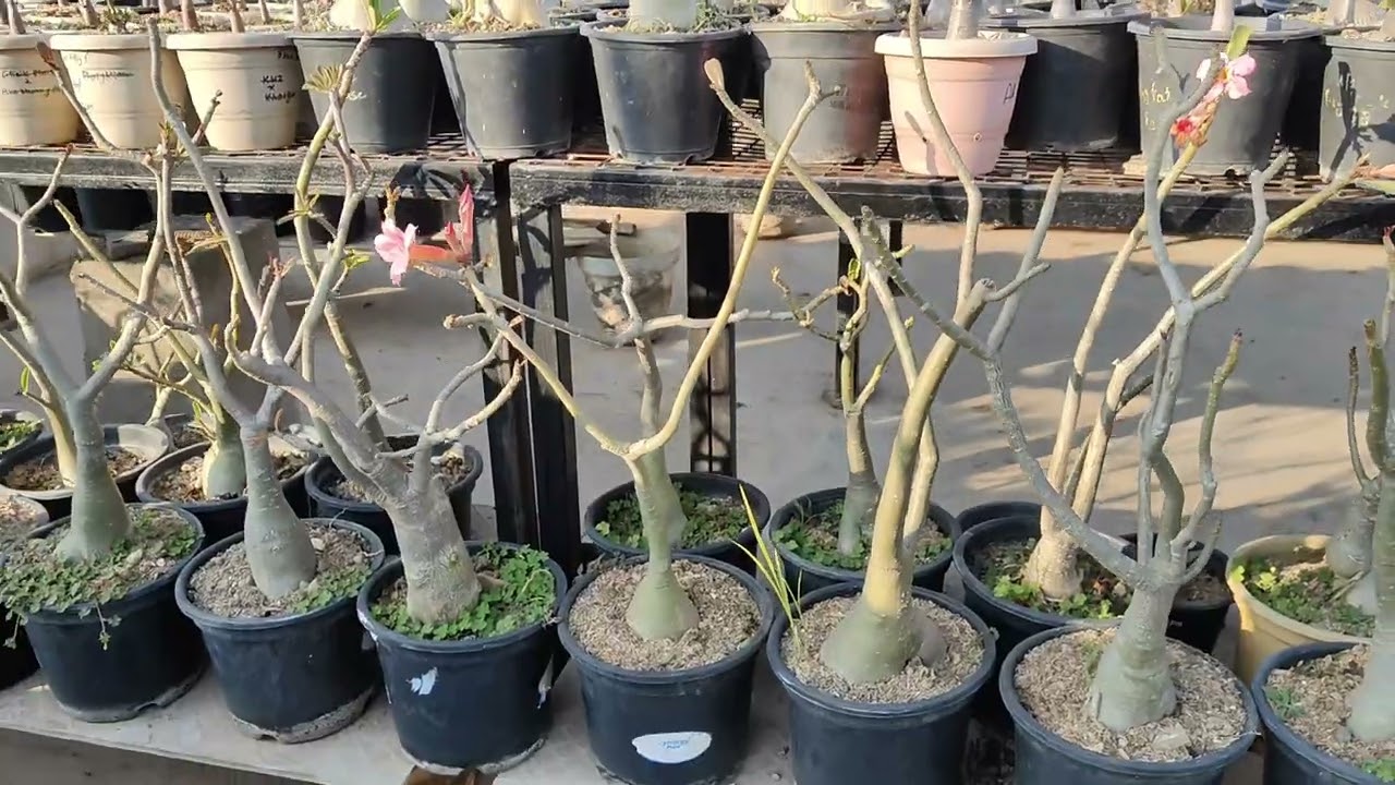 फरवरी में ही अडेनियम अपरूट, प्रून और रिपोट क्यो करे ? | Adenium uproot, prun & repot in  February