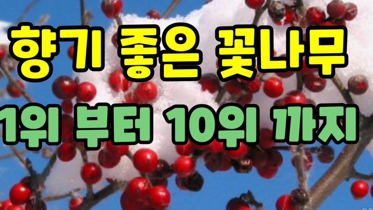 정원수,꽃향기가 좋은 꽃나무 1위 부터 10위 까지