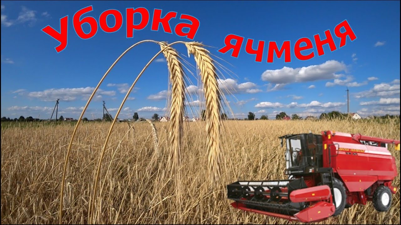Уборка ячменя, наш первый урожай.