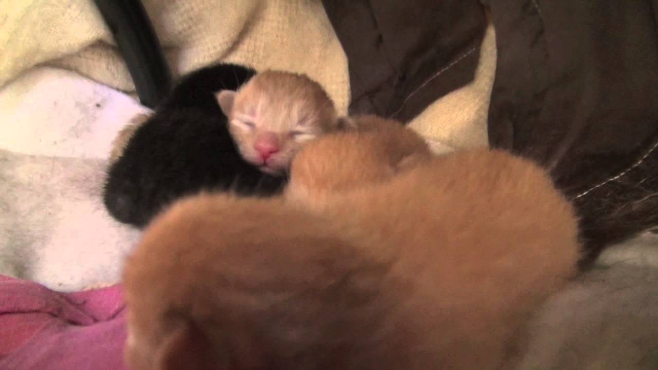 Strays asleep