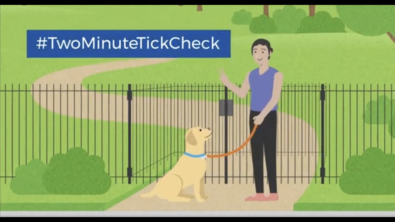 Keep Your Pets Safe From Ticks With These Easy-to-follow Tips!