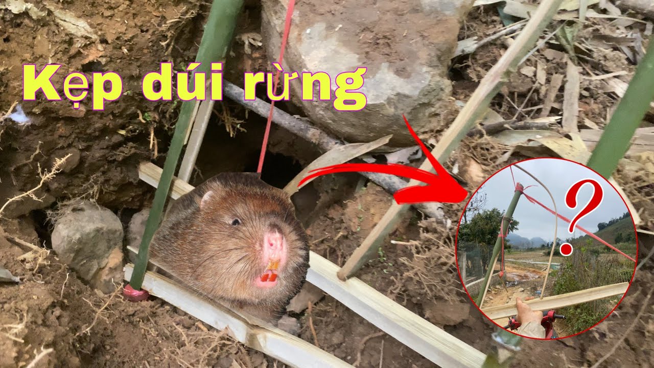 Survival rat trapping. Bẫy D&uacute;i Rừng Bằng Tre Rừng Để Sinh Tồn Cực Chất| Duy T&ocirc;m TV