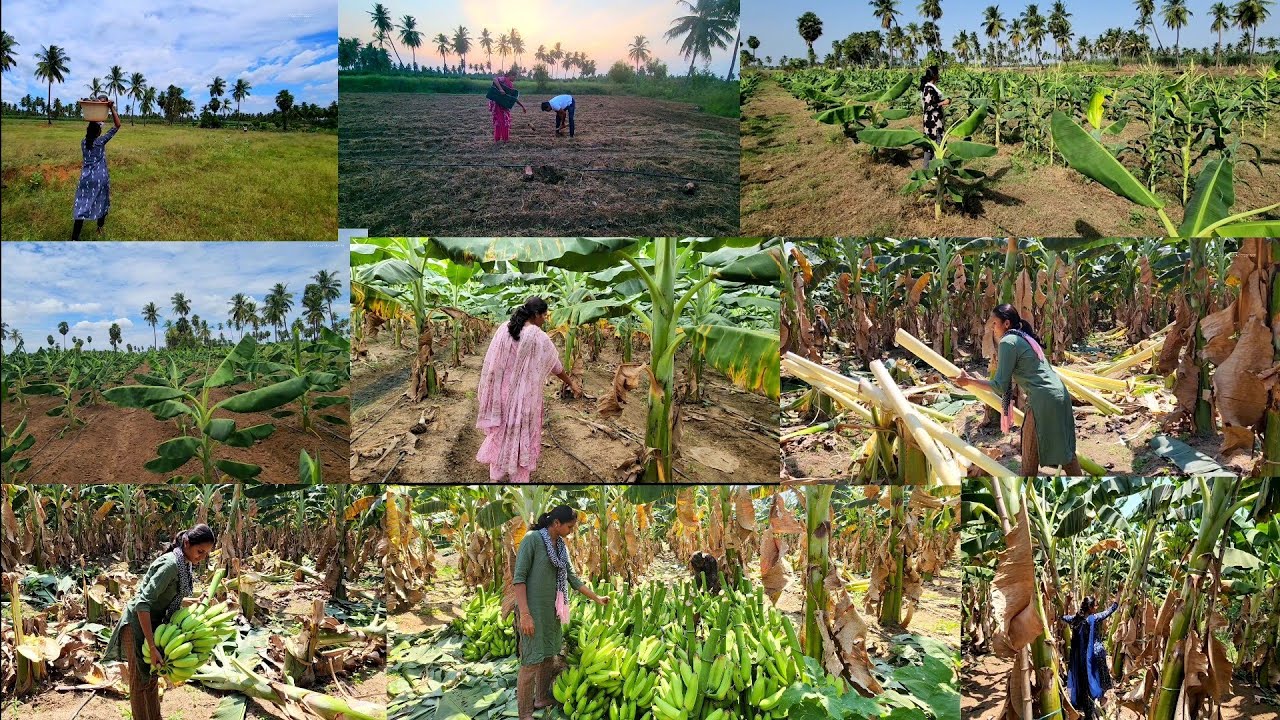 Banana Farming/மொந்தன் வாழை🌱🍌  நல்ல லாபதொட அறுவடை முடிந்தது/Banana harvesting in our farm/Harvesting