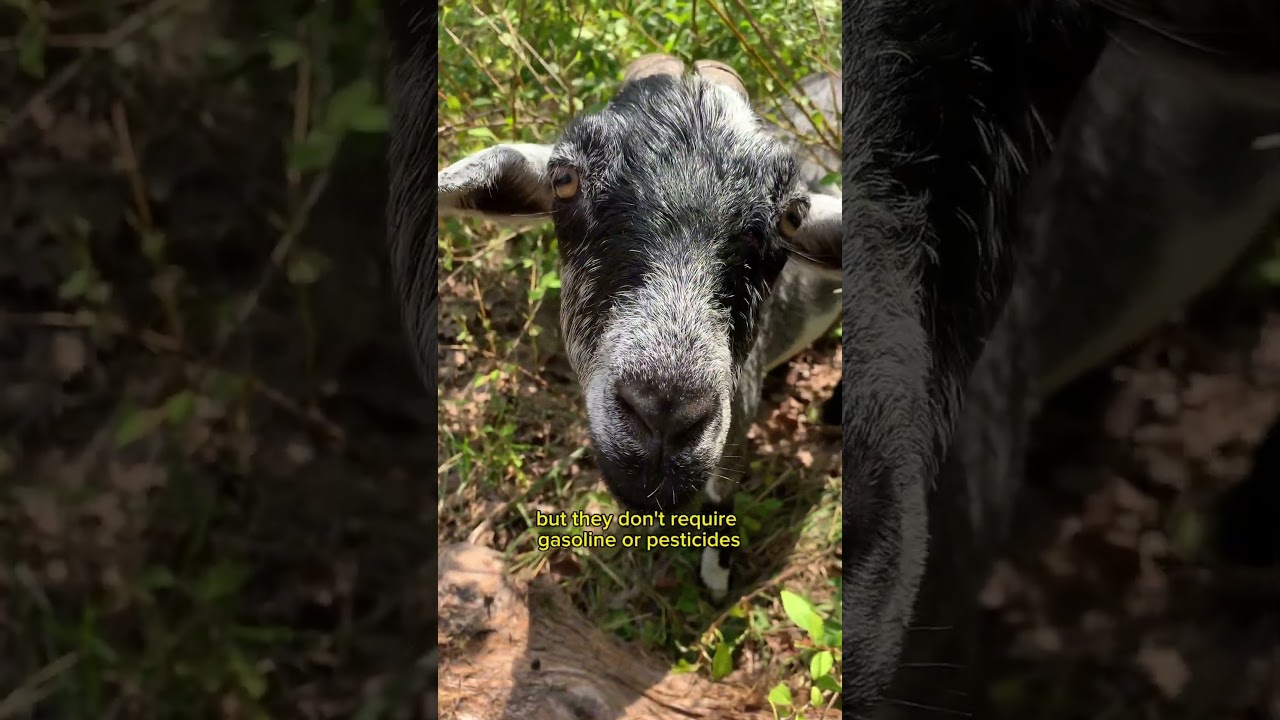 Goatscaping: использование #коз для очистки земли #goatscaping #landscape