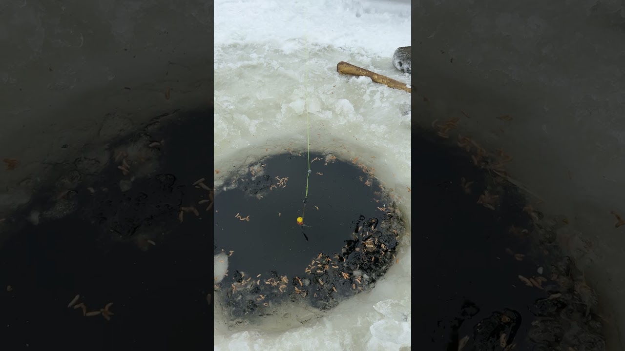 Karpfenangeln Boilie Hack Anglers Miss 