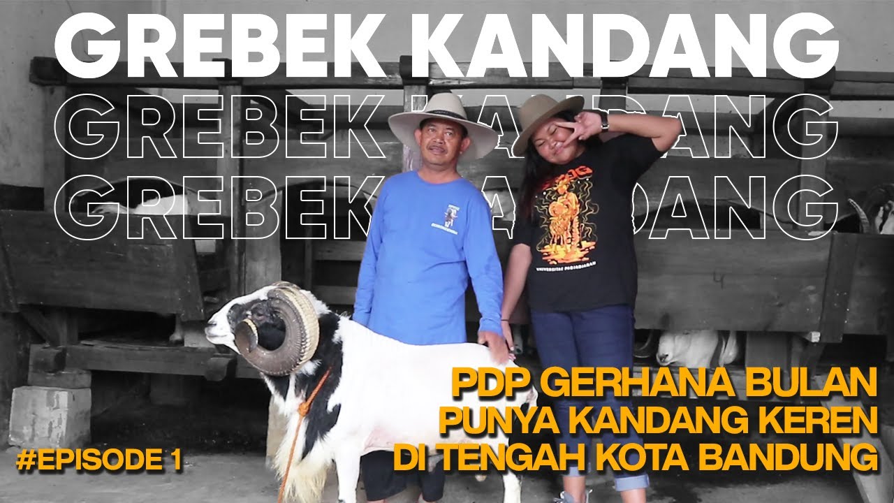 #GREBEGKANDANG EP1.KANDANG DOMBA GARUT 2 LANTAI DI KOTA BANDUNG!