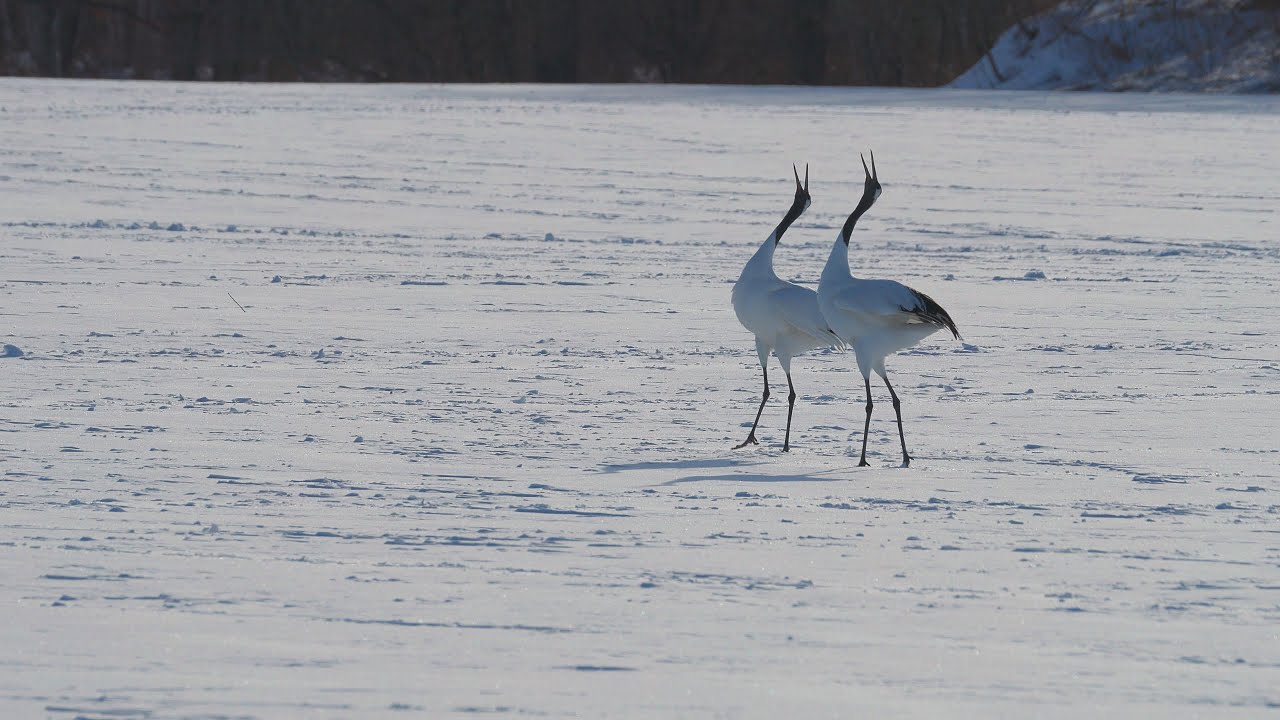 Whispers of Wings — Dawn Arrival of the Red-crowned Cranes