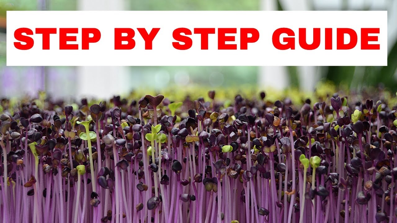 Grow Microgreens FAST, EASY, and WITHOUT MOLD TODAY! (Salad Mix Microgreens)