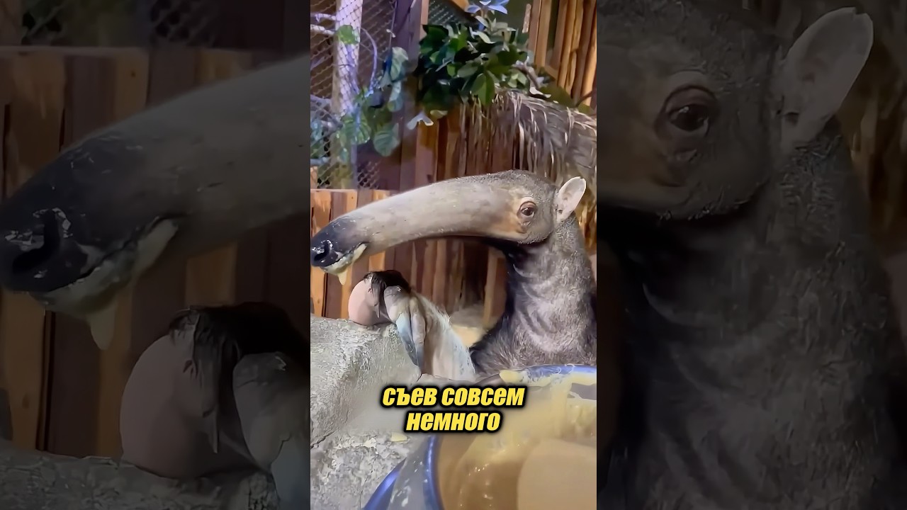 Что за странное животное? 🫠🤔