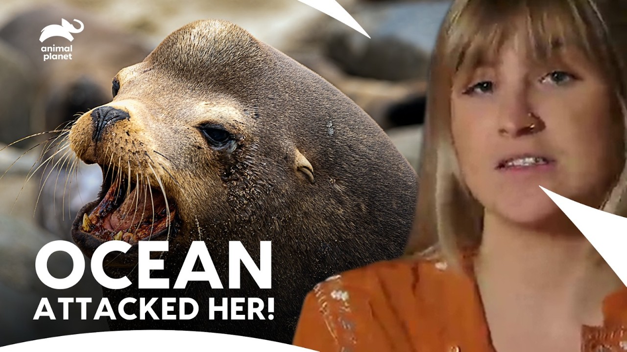 Sea Lion Attacks Woman and Drags Her Underwater | I Was Prey S2 E6 | Animal Planet India