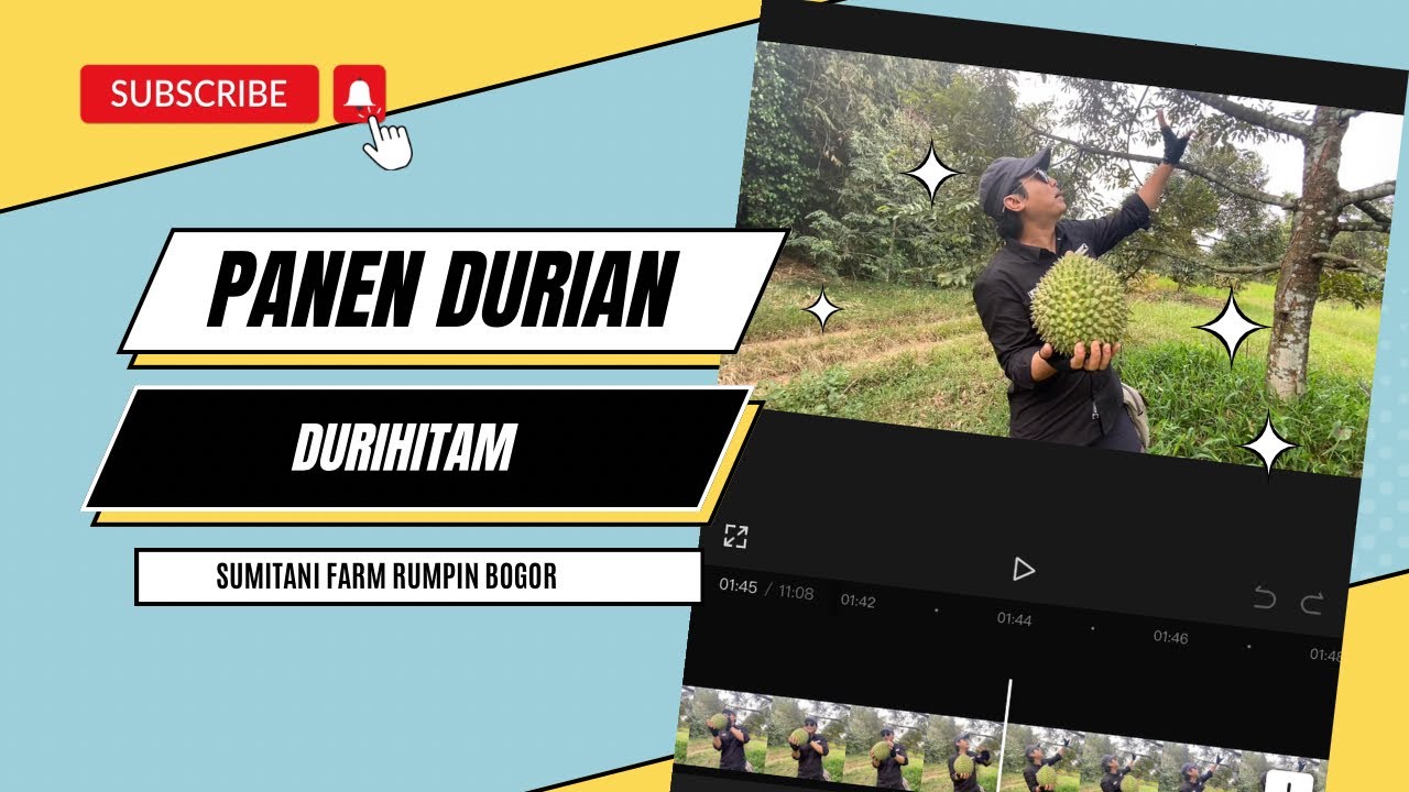 Panen Durian Durihitam Di Sumitani Farm Bogor