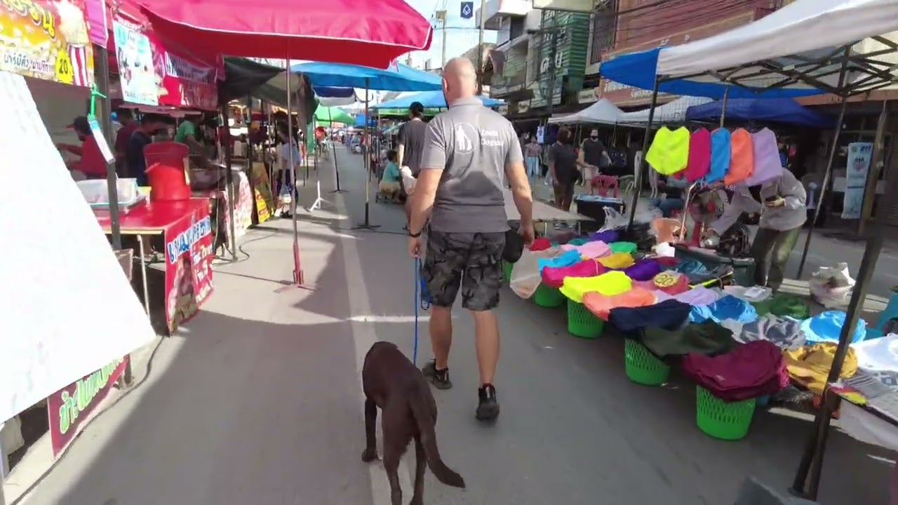 Tips for a Perfect Leash Relationship with Your dog | Zoeta Dogsoul