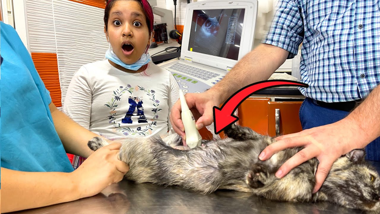 قطة شفا حامل أول مرة تسوي سونار !!Cat Pregnancy Ultrasound
