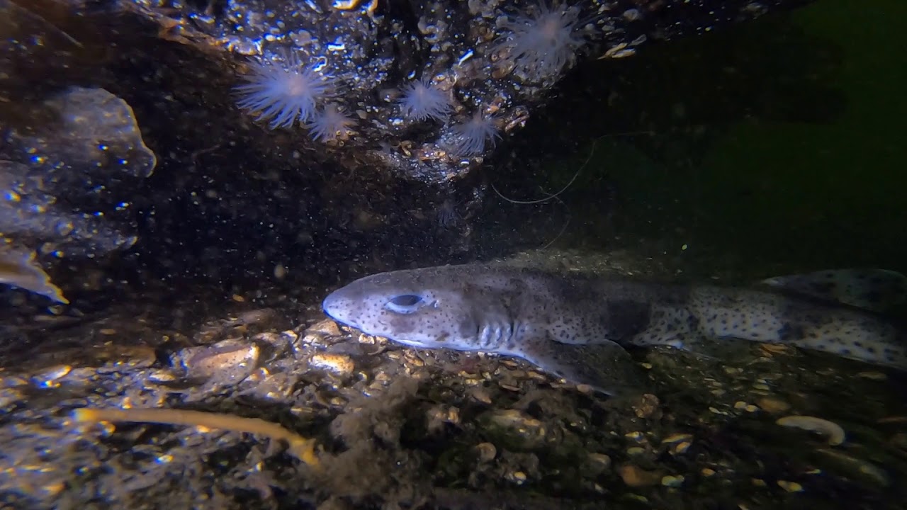 Diving Caolasnacon Wall Loch Leven July 2019