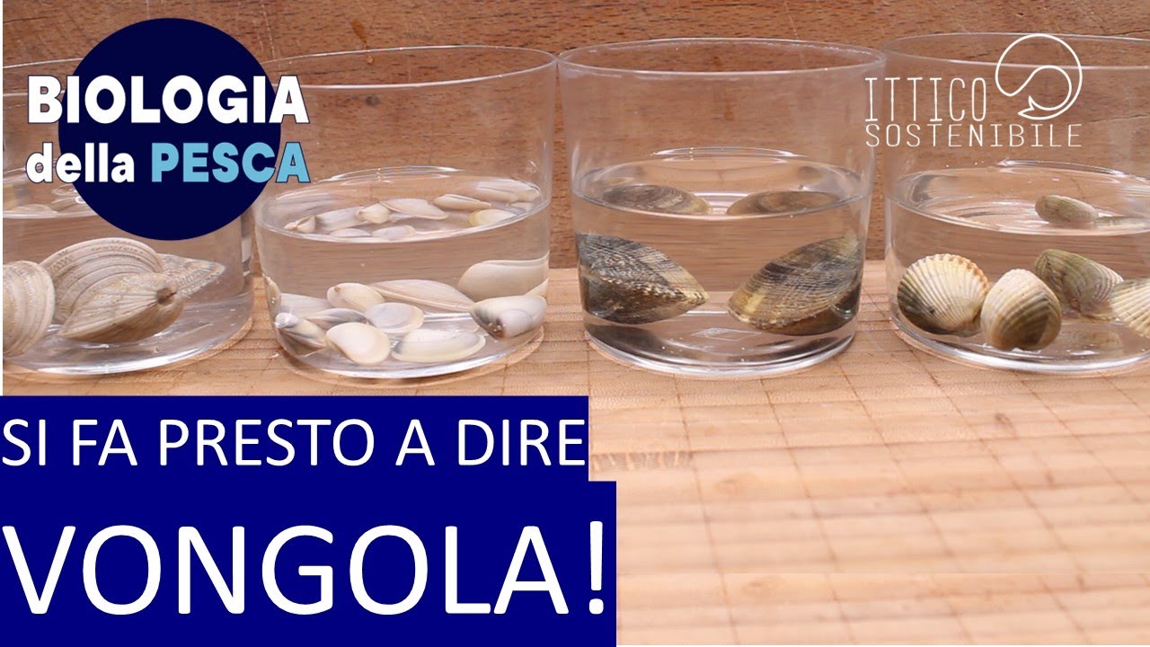 Spaghetti con le vongole... si, ma che vongole? Parte 1