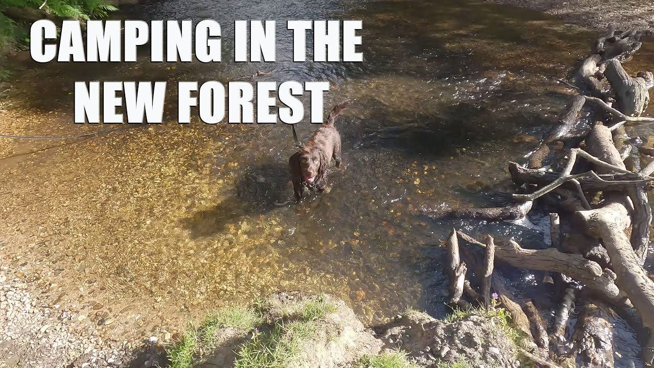 New Forest Bliss: Exploring Setthorns Campsite