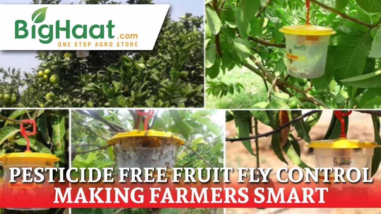 Fruit Fly Trap - Barrix Catch Installation | BigHaat