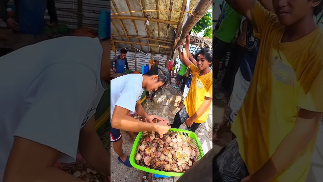 Pangunguha ng scallop