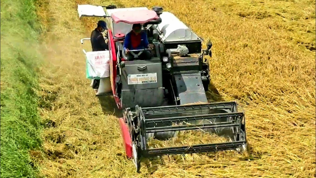 Trải nghiệm trên cao xem may gat lua yanmar YH 850. 1011 - may gat lua