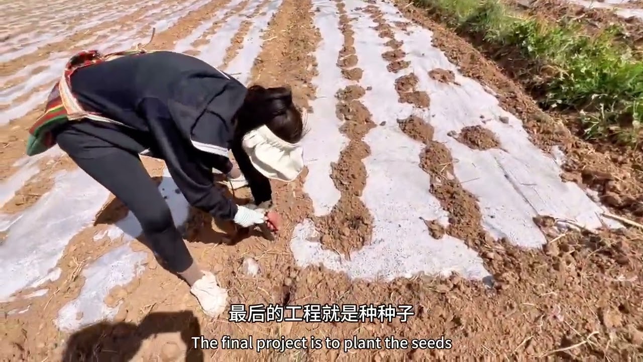 等水果玉米，黑玉米，糯玉米，成熟的时候大家可以过来免费现摘现现烤哦#我为家乡农产品代言 #我的乡村生活 #梅里南坡 #优质农产品 #香格里拉旅游攻略