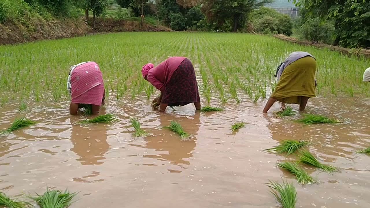 Mahadev koli Tribe song in farming.