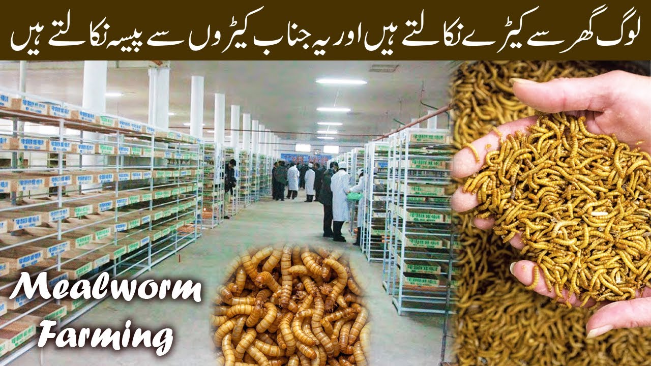 Mealworms farming in Pakistan | How To Start Mealworms Farming | How to Breed Mealworms