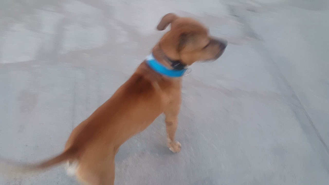 UTILIZANDO EL AHUYENTADOR DE PERROS EN EL PASEO CON EL BUEN COFFEE