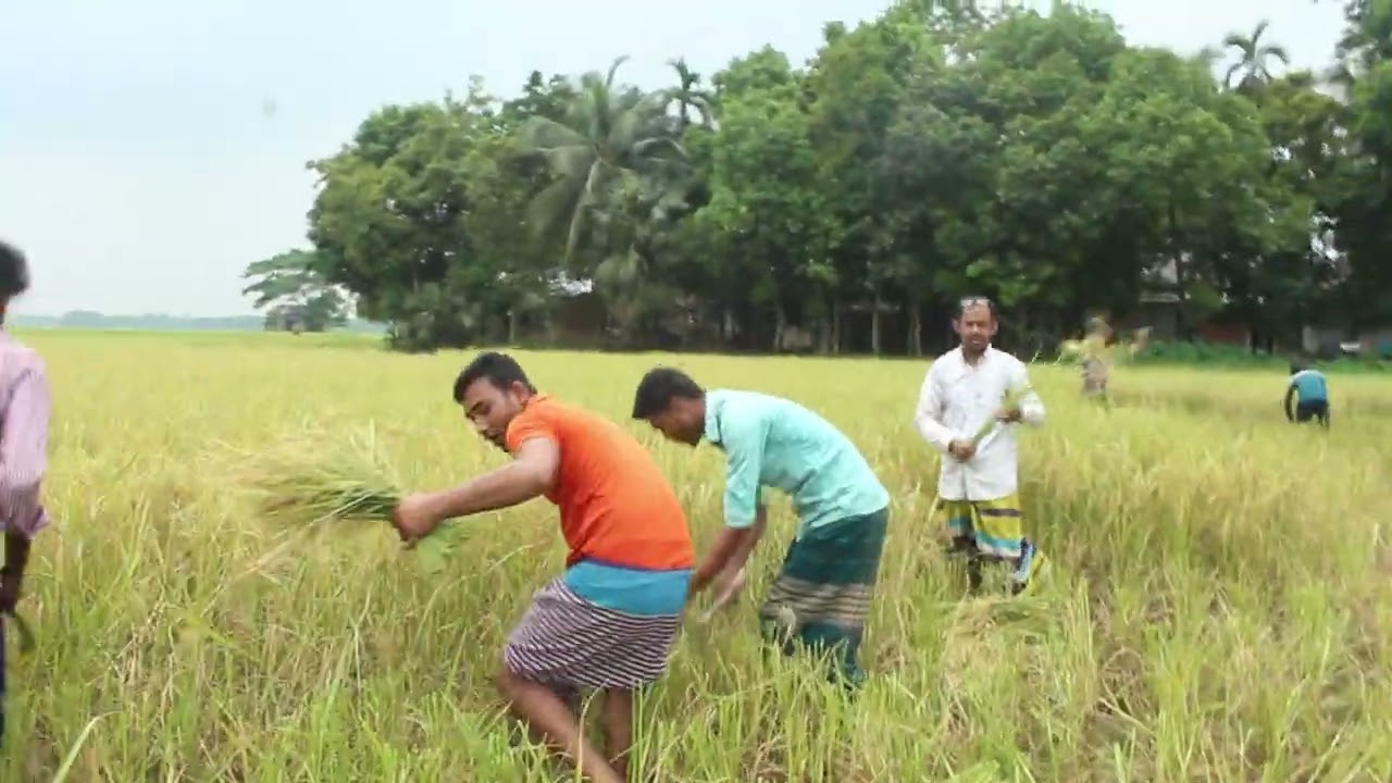 গ্রামের কামলারা ধান কাটে তারা আবার ঝগড়া করে || #tinding_video