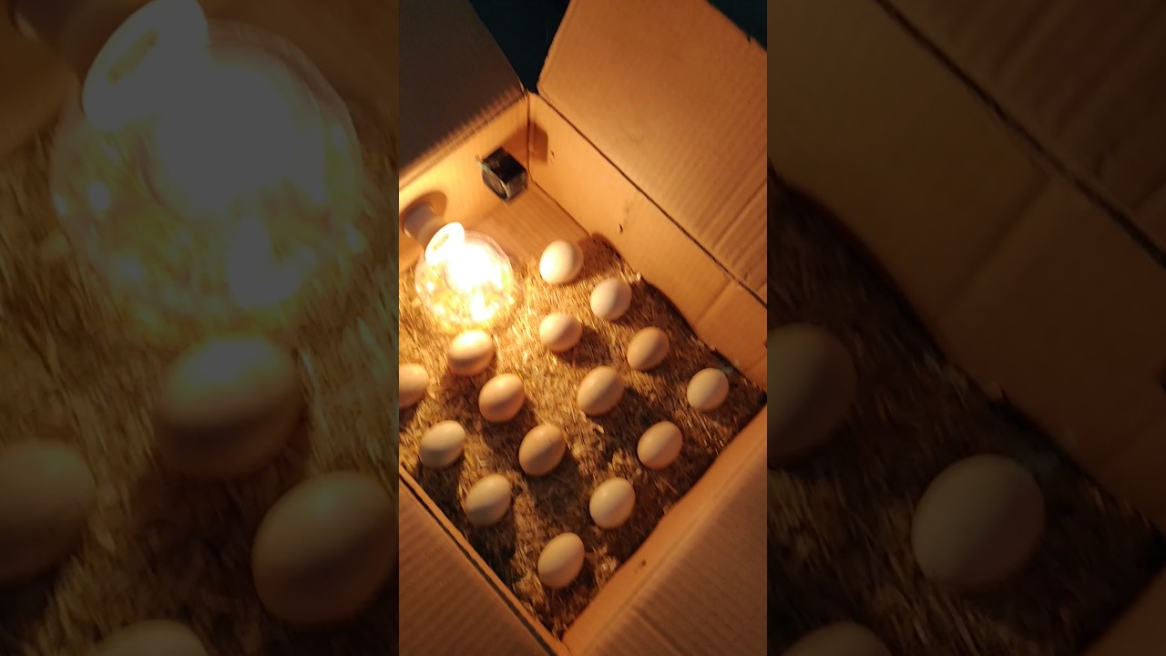60 watt best Egg incubator #incubator #shorts