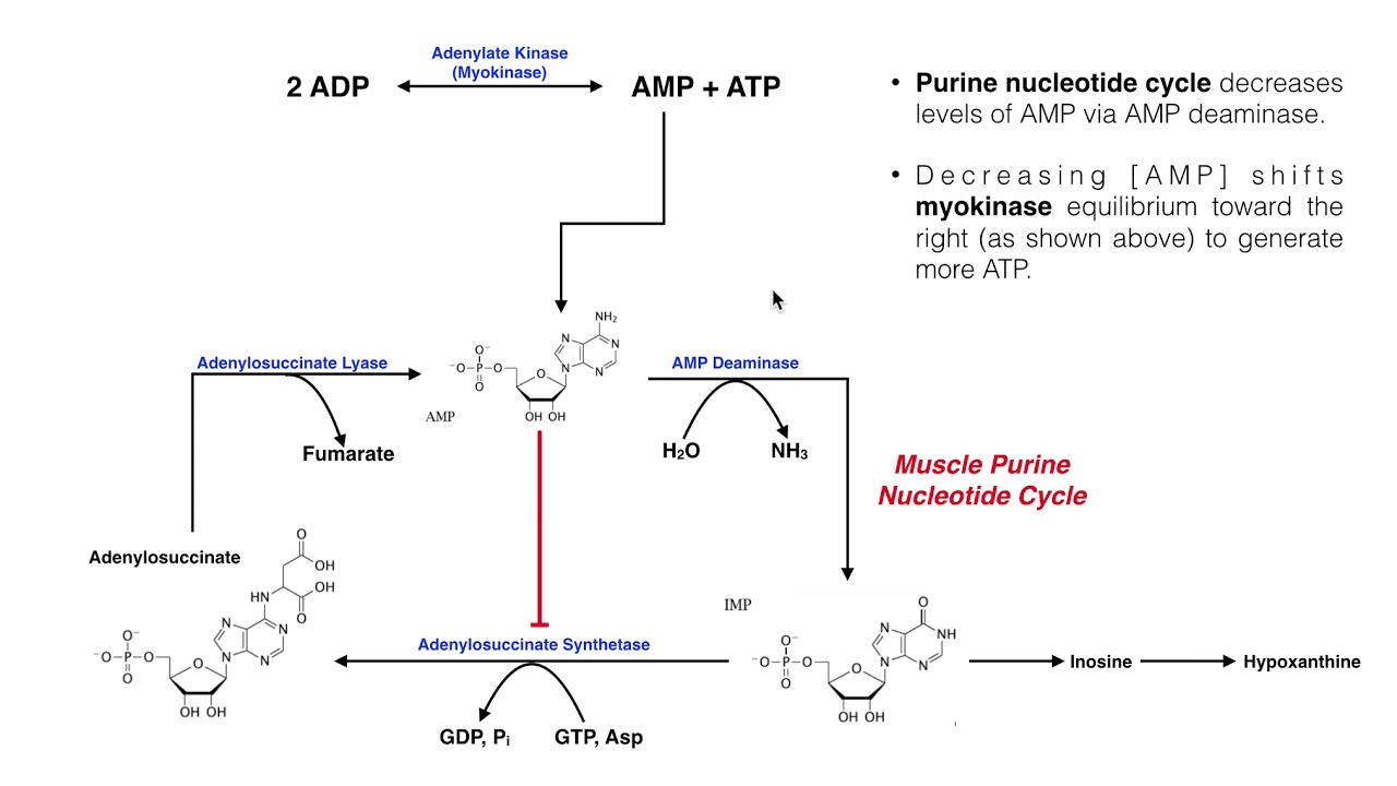 Nucleotide Metabolism | Myokinase & the Purine Nucleotide Cycle