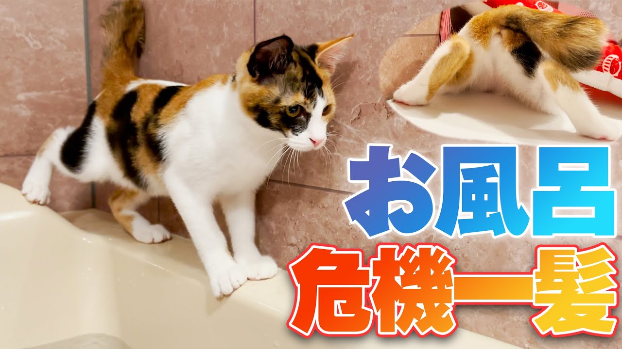 お風呂場ではしゃぎ過ぎて落ちかける子猫 ※何回か落ちた