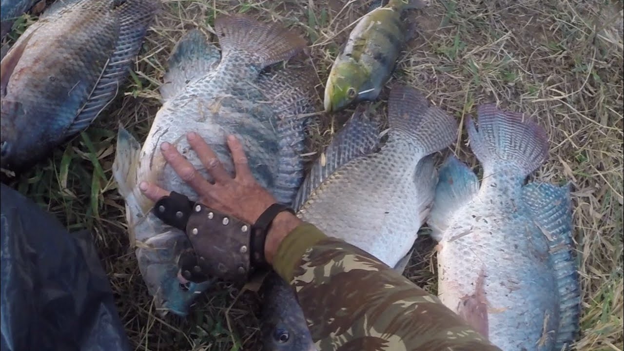 LAGOA DAS GIGANTES COM @pescaclassea308  E @reinaldorodrigues2762 TEVE FRITO E MUITO MAIS 