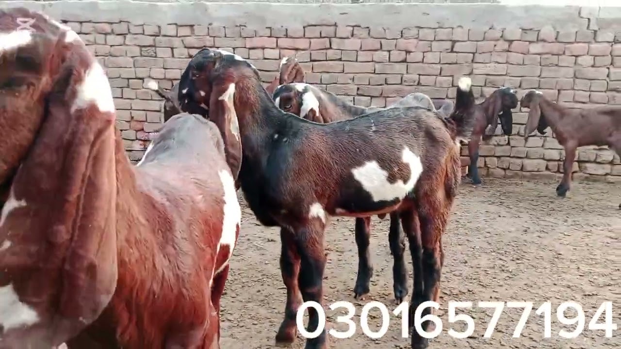 بڑے کانوں والے بڑے سمارٹ اور خوبصورت